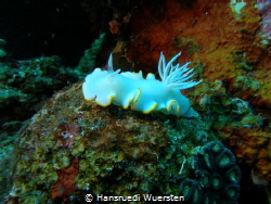 Harlequin nudibranchs (Dorids) - Doridina by Hansruedi Wuersten 